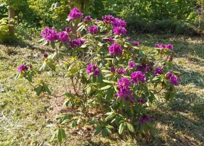 Apartment Auf Dem Roten Fels *